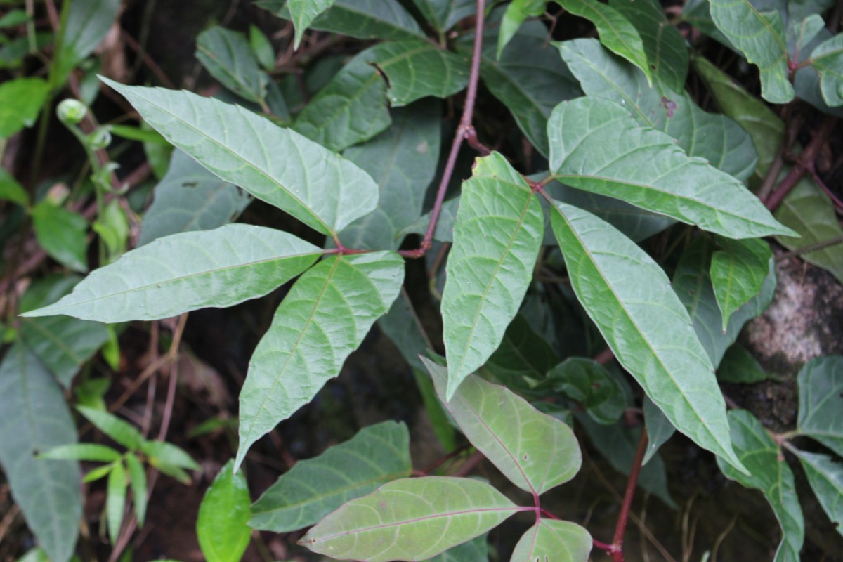 Cyphostemma trilobatum (Lam.) M.R.Almeida